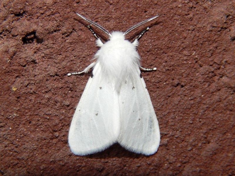 Spilosoma urticae